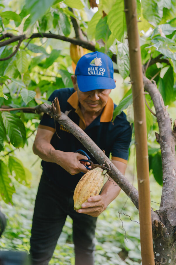 Alternative view of From Coastal Farms to a Chocolate Experience